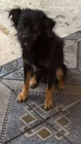 Varetinha