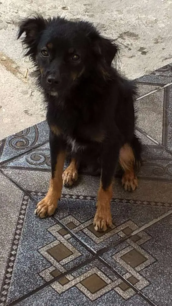 Cachorro raça Vira Lata idade 1 ano nome Varetinha