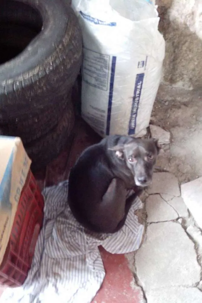 Cachorro ra a SRD idade 2 anos nome Neguinho