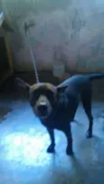 Neguinho