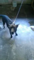 Neguinho
