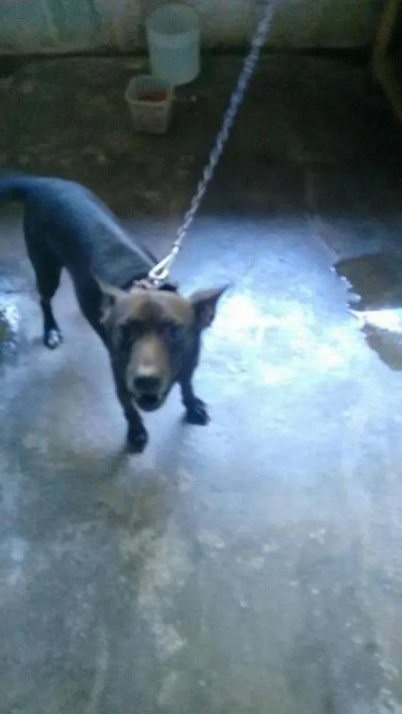 Cachorro ra a SRD idade 2 anos nome Neguinho
