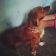 Fofa