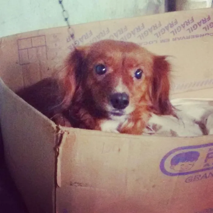 Cachorro ra a mestiça idade 5 anos nome Fofa