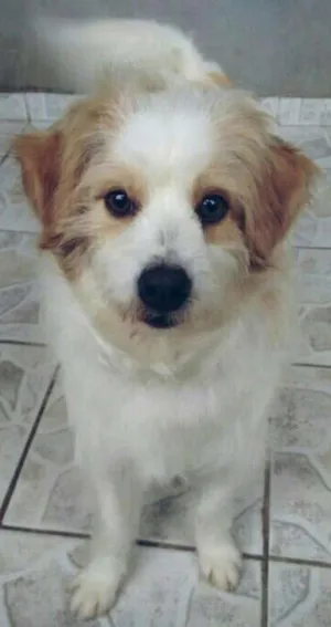 Cachorro raça Vira-Lata idade 2 anos nome Mulanbo