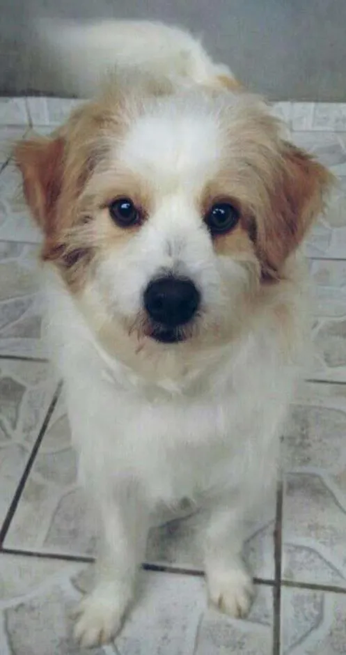 Cachorro ra a Vira-Lata idade 2 anos nome Mulanbo