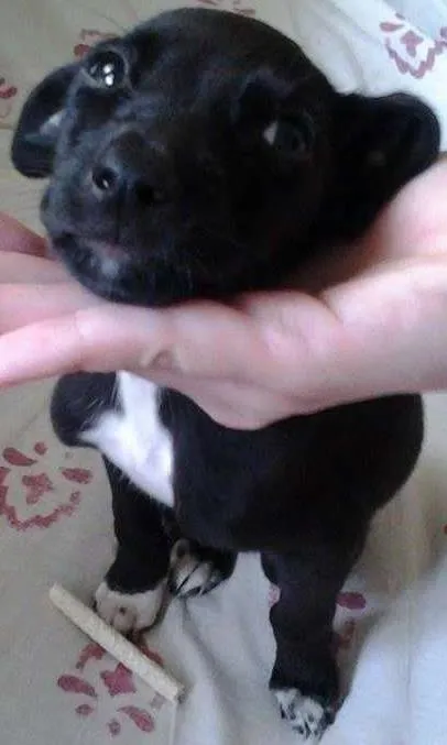 Cachorro ra a Vira-latas idade Abaixo de 2 meses nome Neymar