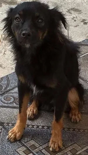 Cachorro raça Vira Lata idade 1 ano nome Varetinha