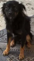 Varetinha