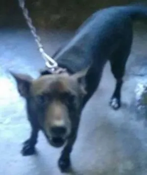 Cachorro raça SRD idade 2 anos nome Neguinho