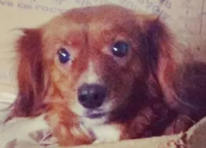 Cachorro raça mestiça idade 5 anos nome Fofa