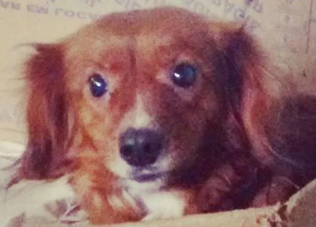 Cachorro ra a mestiça idade 5 anos nome Fofa