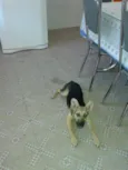 kiara