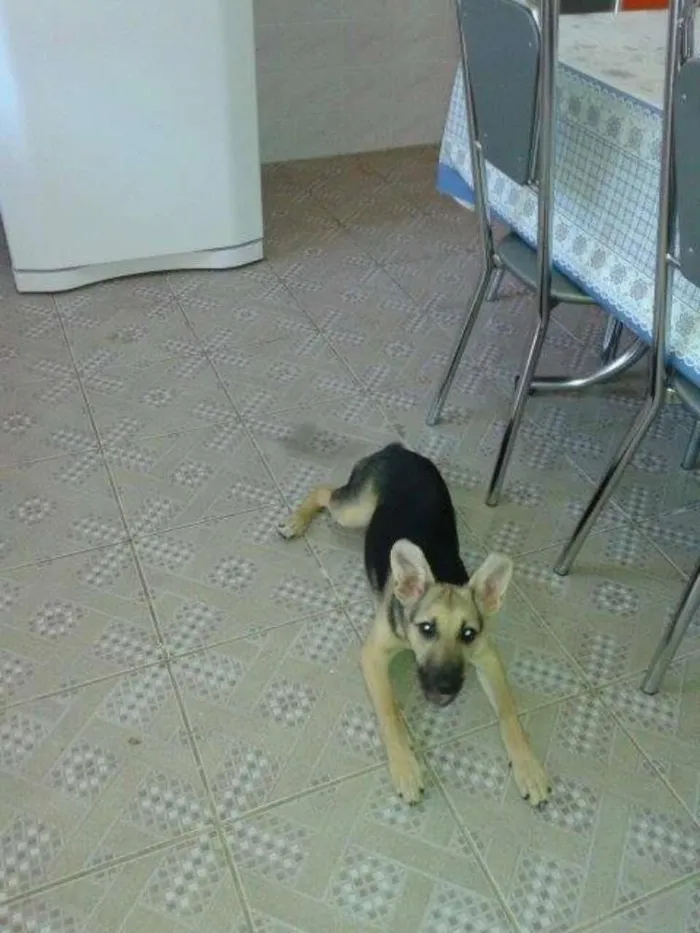 Cachorro raça  idade 2 a 6 meses nome kiara