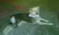 estrela