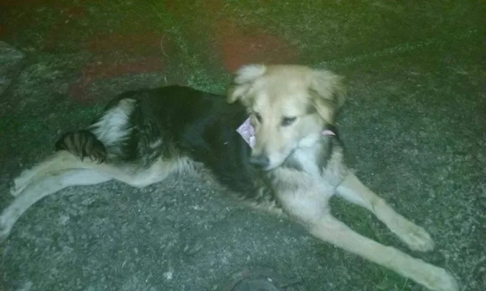 Cachorro ra a mix de pastor alemão idade 7 a 11 meses nome estrela