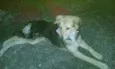 estrela