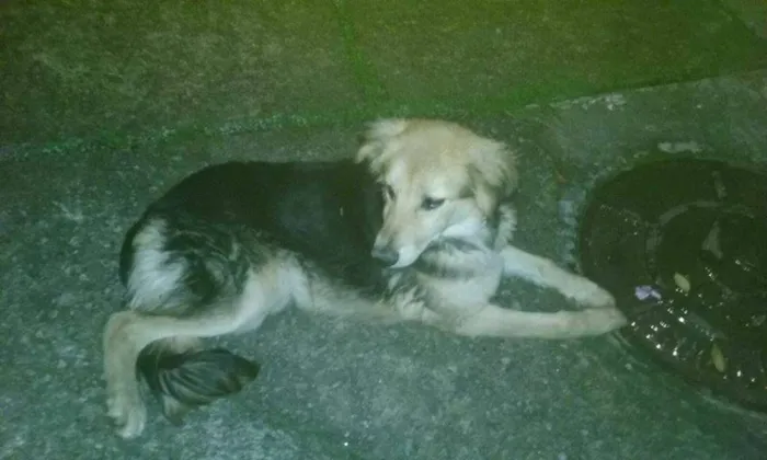 Cachorro ra a mix de pastor alemão idade 7 a 11 meses nome estrela
