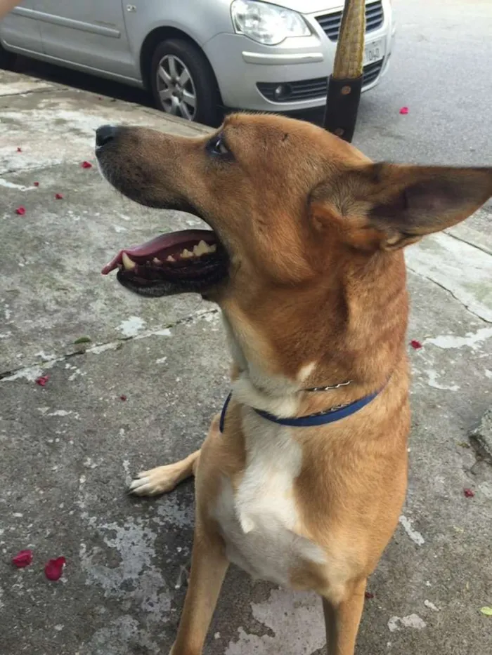 Cachorro raça Não definida idade 2 anos nome Caramelo