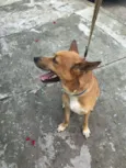 Cachorro raça Não definida idade 2 anos nome Caramelo