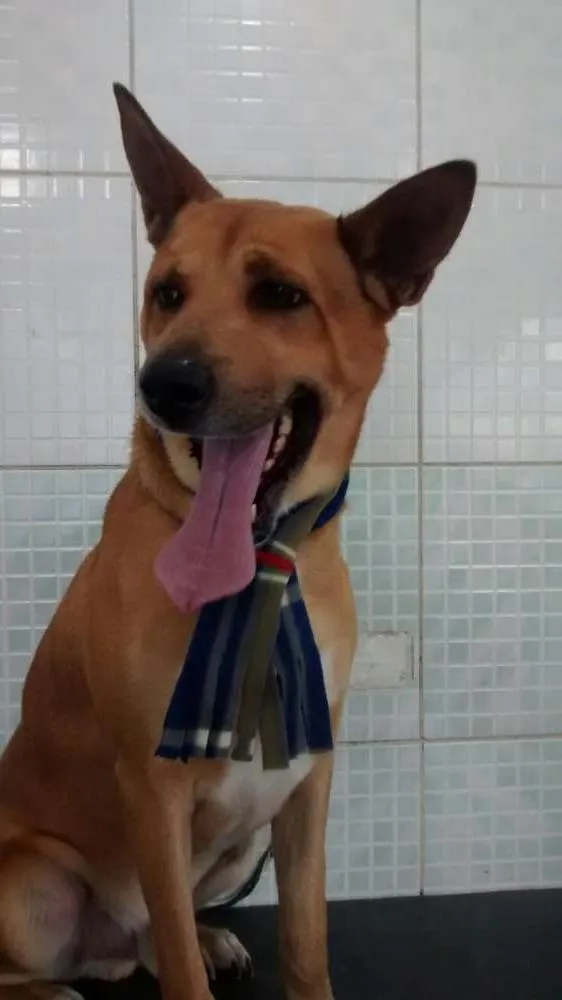 Cachorro raça Não definida idade 2 anos nome Caramelo