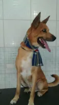 Cachorro raça Não definida idade 2 anos nome Caramelo