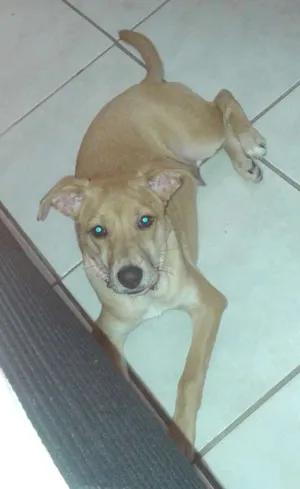 Cachorro raça  idade 1 ano nome Meg