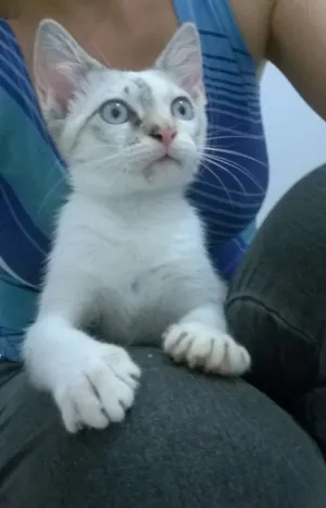 Gato raça srd idade 2 a 6 meses nome amarula