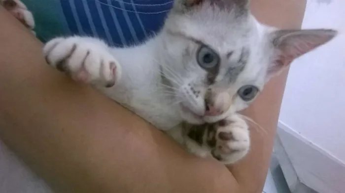 Gato ra a srd idade 2 a 6 meses nome amarula