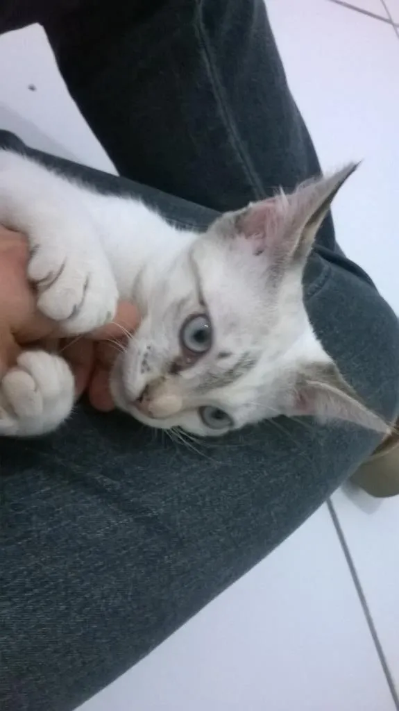 Gato ra a srd idade 2 a 6 meses nome amarula