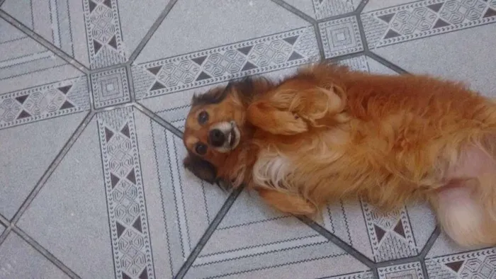 Cachorro ra a Vira Lata idade 3 anos nome Druw