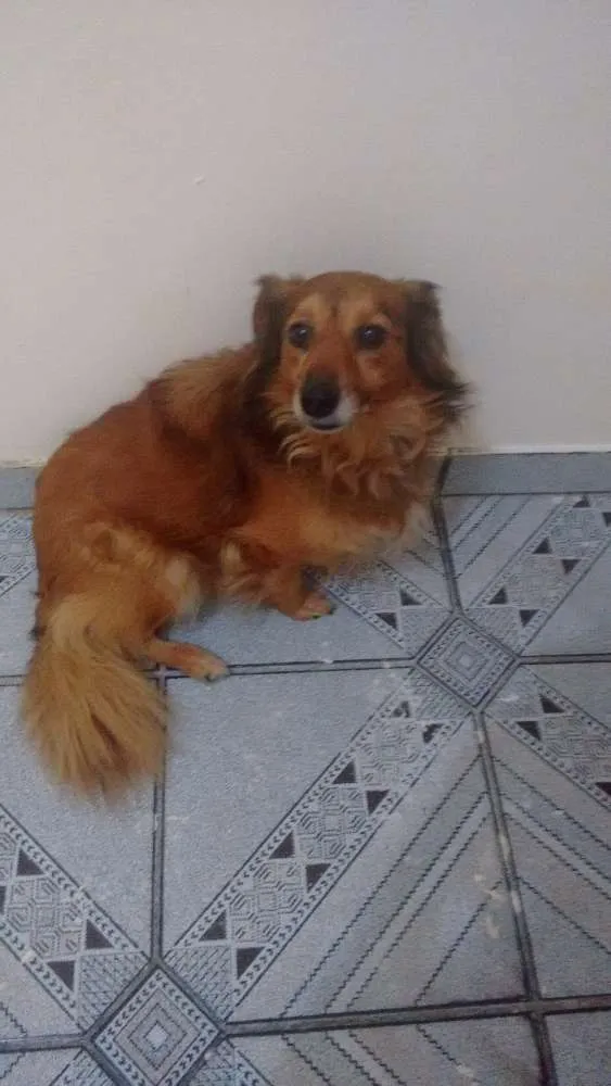 Cachorro ra a Vira Lata idade 3 anos nome Druw