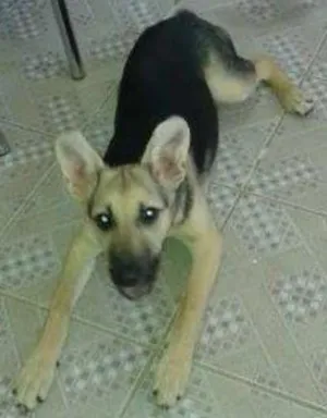 Cachorro raça  idade 2 a 6 meses nome kiara