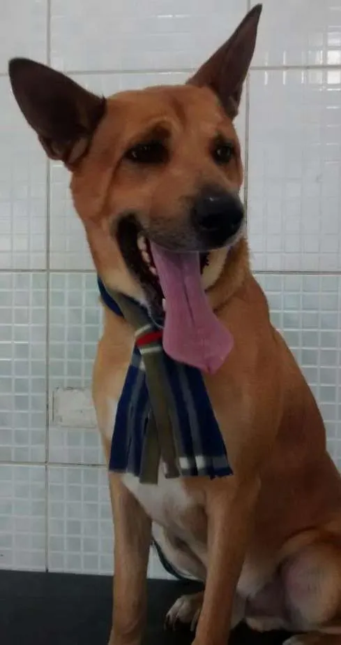 Cachorro raça Não definida idade 2 anos nome Caramelo