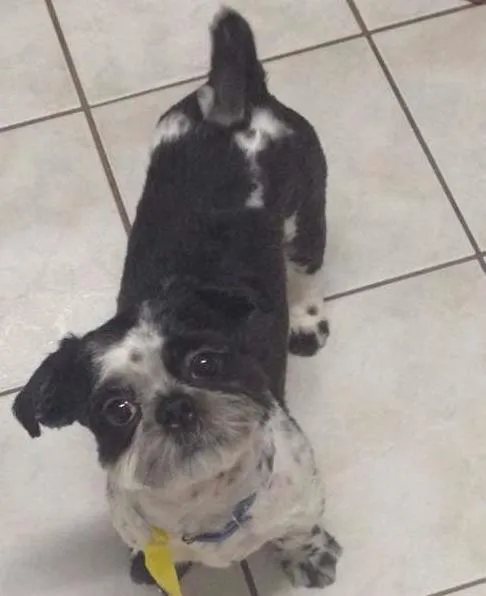 Cachorro ra a Shitzu idade 1 ano nome Balu GRATIFICA