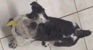 Cachorro raça Shitzu idade 1 ano nome Balu GRATIFICA