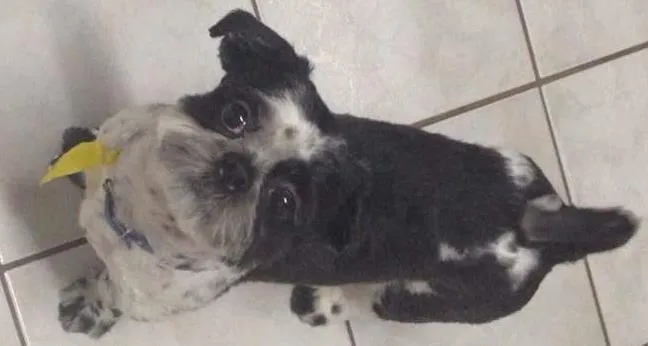 Cachorro ra a Shitzu idade 1 ano nome Balu GRATIFICA