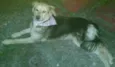 estrela