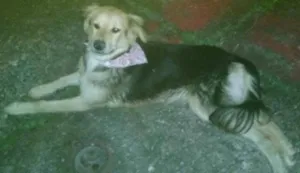 Cachorro raça mix de pastor alemão idade 7 a 11 meses nome estrela