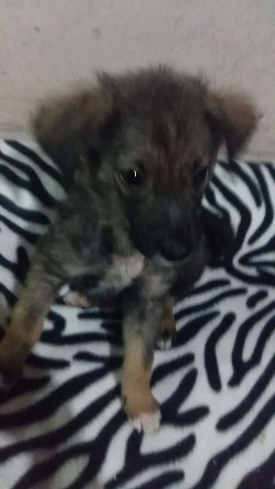 Cachorro ra a Srd idade 2 a 6 meses nome Damon