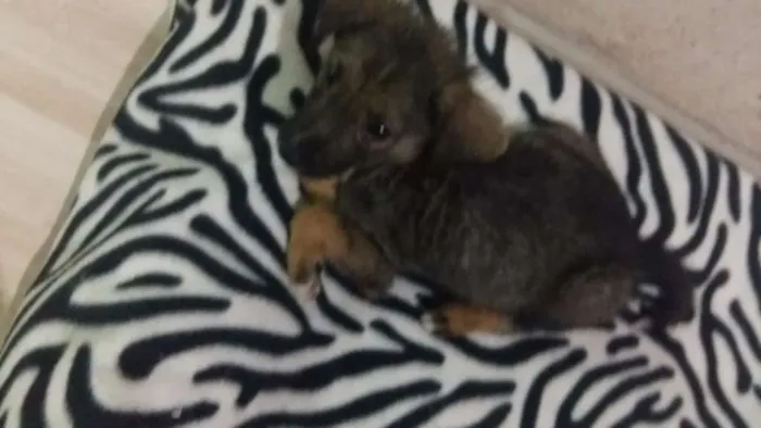 Cachorro ra a Srd idade 2 a 6 meses nome Damon