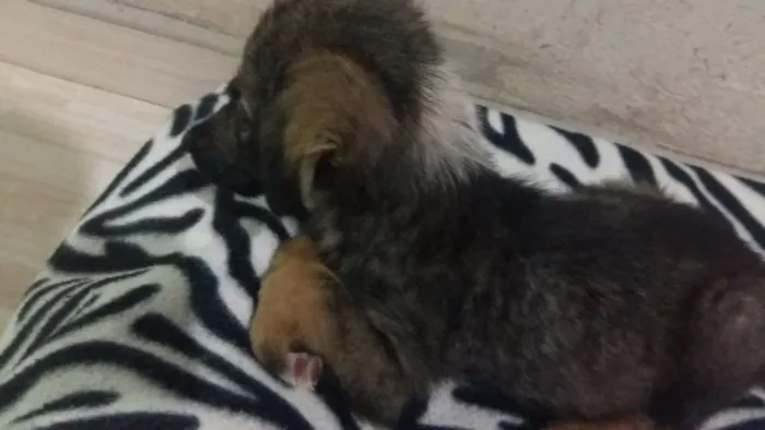 Cachorro ra a Srd idade 2 a 6 meses nome Damon