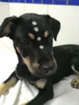 Lila