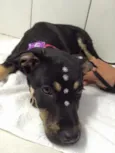 Lila