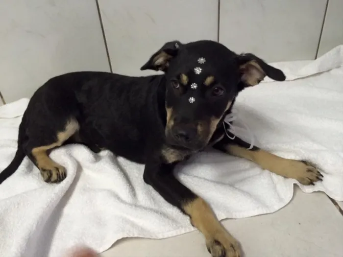 Cachorro ra a Srd idade 2 a 6 meses nome Lila