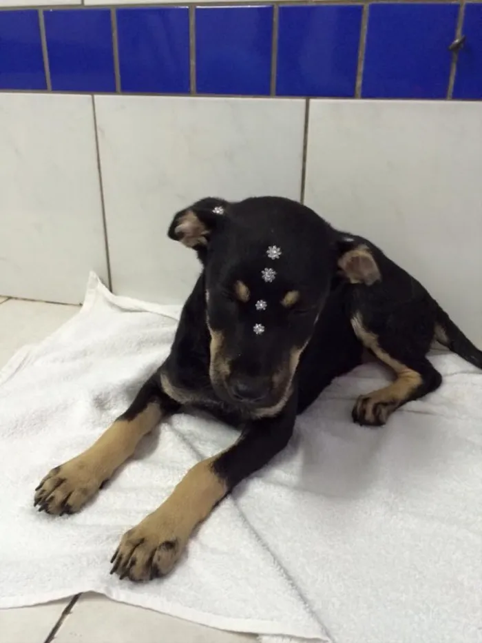 Cachorro ra a Srd idade 2 a 6 meses nome Lila