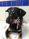Lila