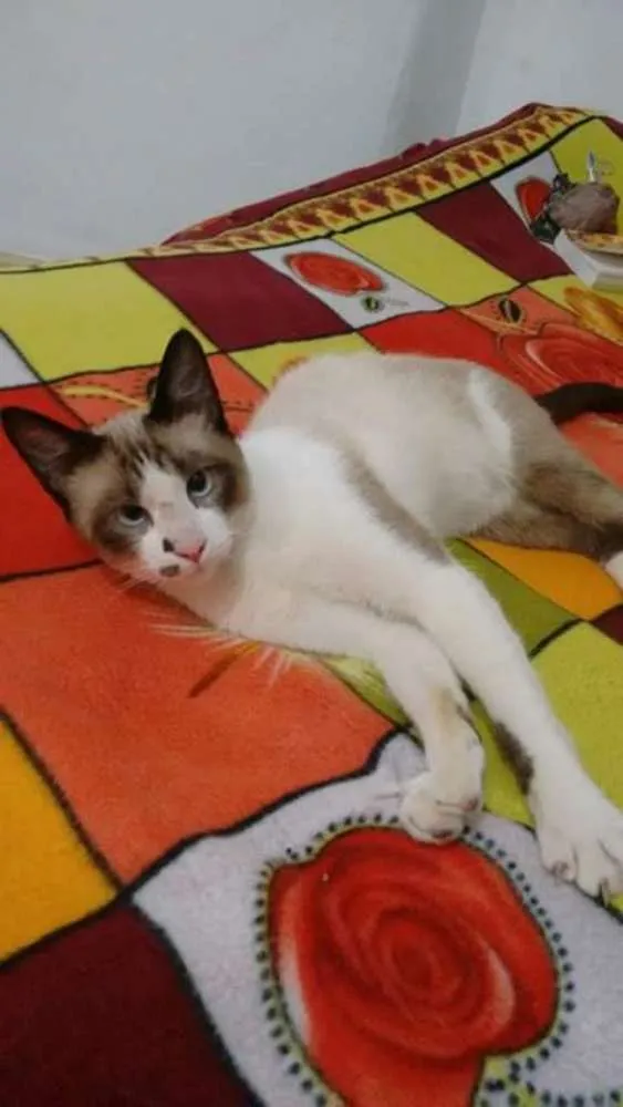 Gato ra a SRD idade 7 a 11 meses nome Kadu