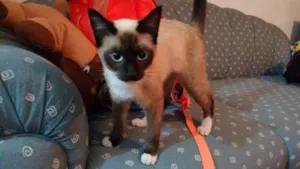 Gato raça Srd idade 2 a 6 meses nome Cristal