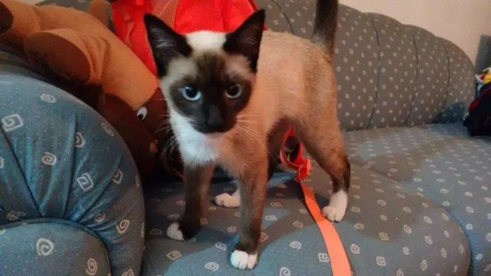 Gato ra a Srd idade 2 a 6 meses nome Cristal